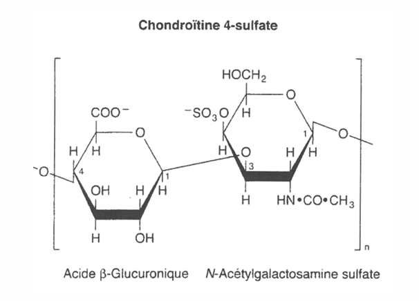 <p>Polysaccharide</p><p>constitué de motifs répétés reliés par des liaison <span style="font-family: Calibri, "sans-serif"; line-height: 115%;"><strong>β(1→4) entre les motifs et β(1→3 à l’intérieur du motif)</strong></span></p><p><span style="font-family: Calibri, "sans-serif"; line-height: 115%;">Groupement sulfate donne une charge - à la molécule </span></p><p><span style="font-family: Calibri, "sans-serif"; line-height: 115%;">présente dans les tissus conjonctif (cartilage) </span></p>