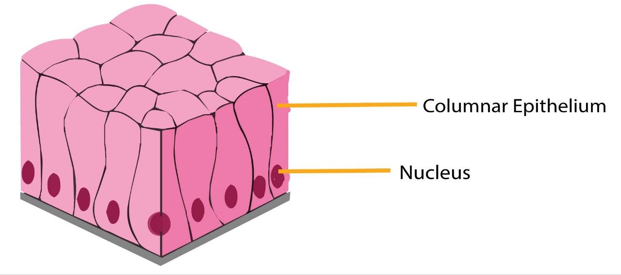 <p>Simple Columnar Epithelium</p>