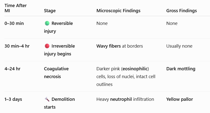 <p><span style="background-color: transparent; font-family: "Times New Roman", serif;"><strong>1–3 days:</strong> <strong>Demolition starts.</strong> <strong>Micro:</strong> Heavy neutrophil infiltrate. <strong>Gross:</strong> Yellow pallor.</span></p>