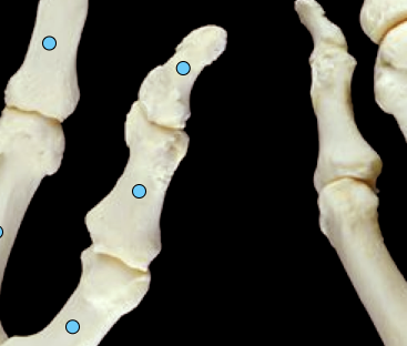 <p>thumb bones: distal & proximal</p>