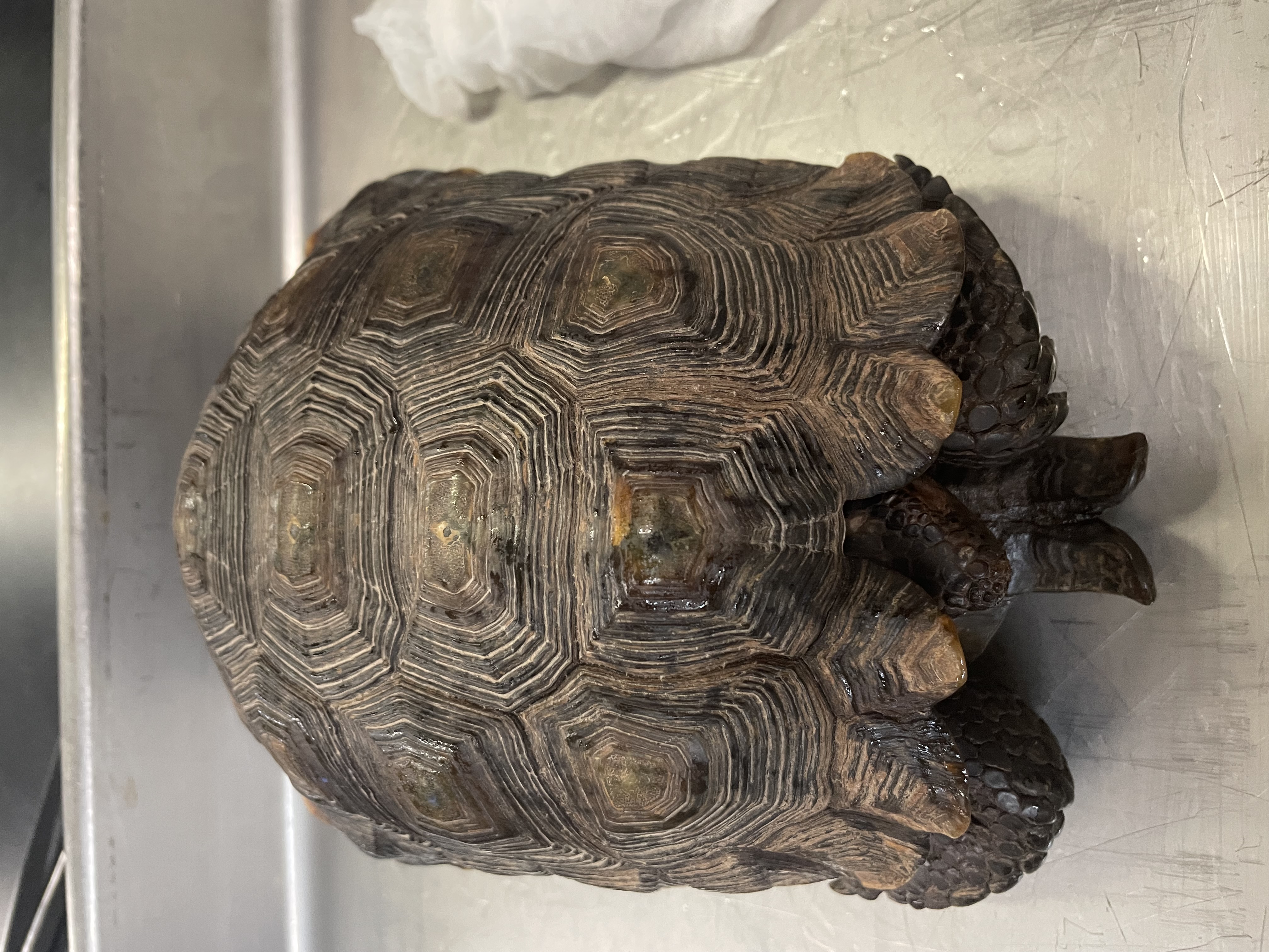 <p>Genus and species</p>