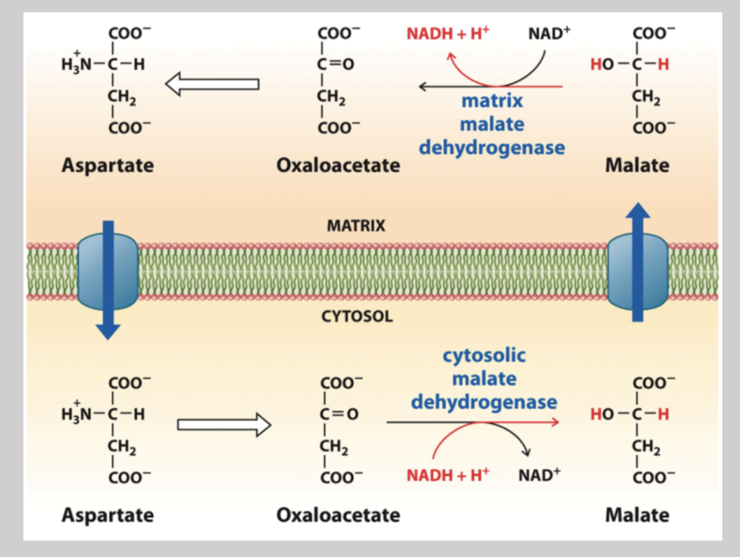 <p>Regenerates NADH by stripping electrons off of malate and converts it back into oxaloacetate (then back into asparate) so it can re enter the cytosol and start the shuttle system over again </p>