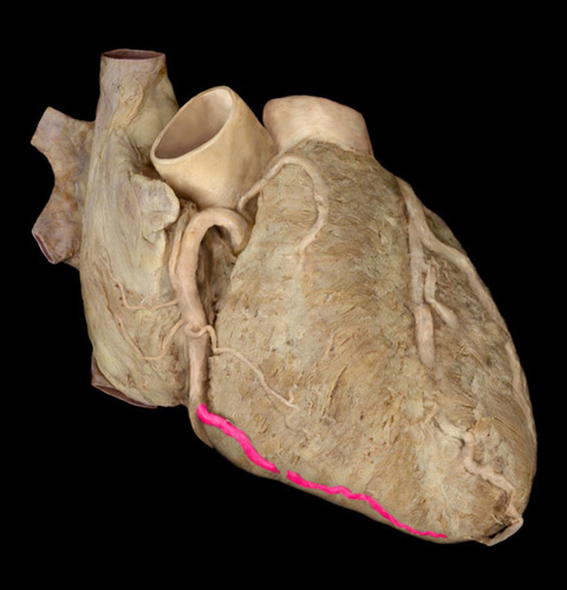 <p>marginal arteries</p>