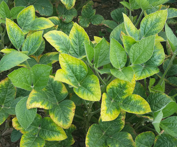 <p>What type of deficiency is this?</p>