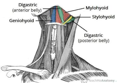 <ul><li><p>involved in swallowing</p></li><li><p><strong>elevates and retracts the hyoid bone and the floor of the mouth</strong></p></li></ul><p></p>