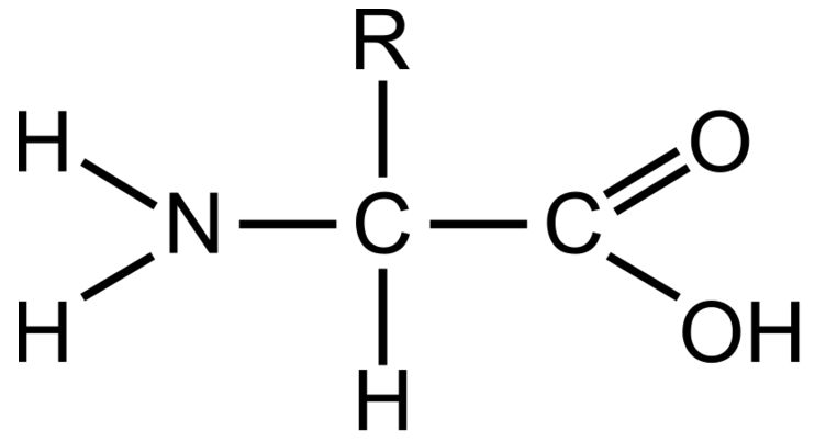 <ul><li><p><span style="font-family: "Gill Sans MT";">Monomers that build proteins</span></p></li><li><p><span style="font-family: "Gill Sans MT";">20 different amino acids make up all living things</span></p></li><li><p><span style="font-family: "Gill Sans MT";">BE ABLE TO DRAW </span></p></li></ul><p></p>