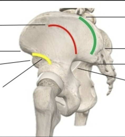 <p>Pelvis: What is the Red?</p>