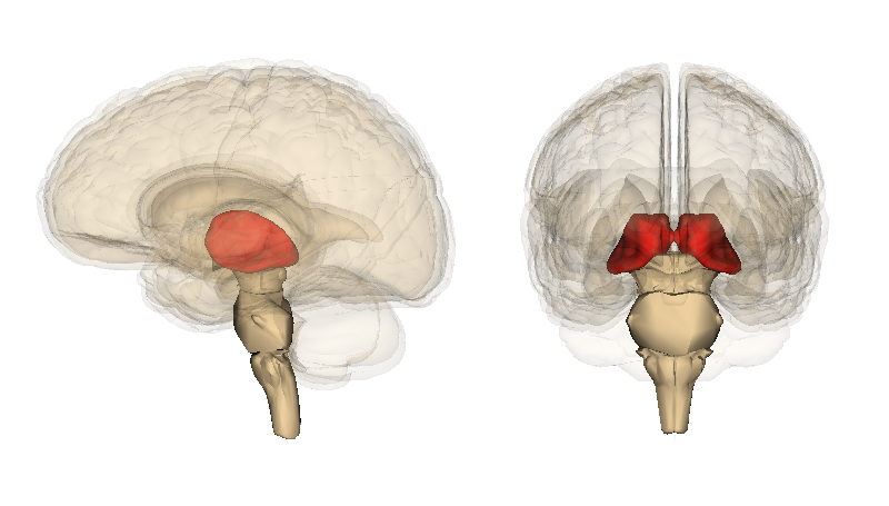 <p>Thalamus </p>