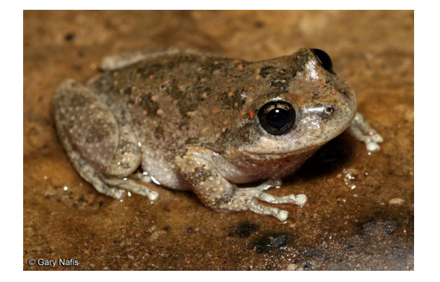 <p>name this animal</p>