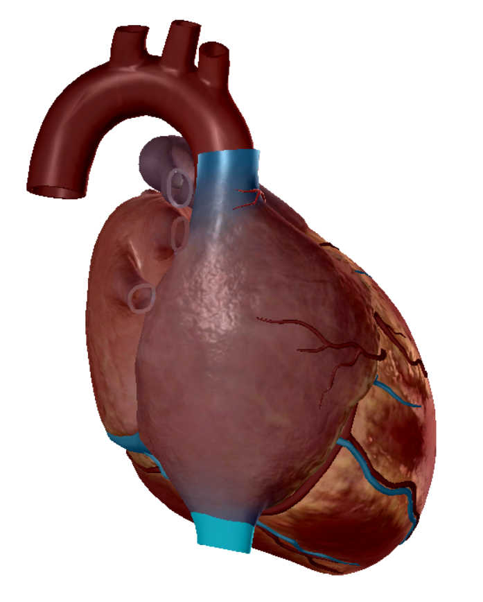 <p>lower portion of vena cava</p>