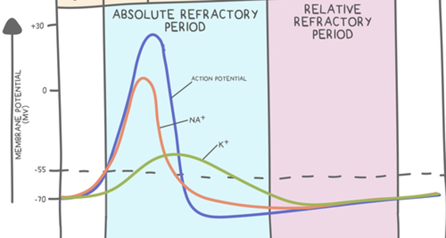 <p>absolute refractory period</p>