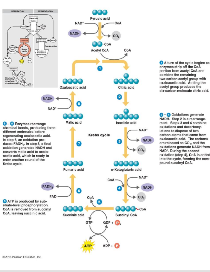 <p>kreb’s cycle</p>