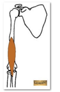 <p>M. Brachialis</p>