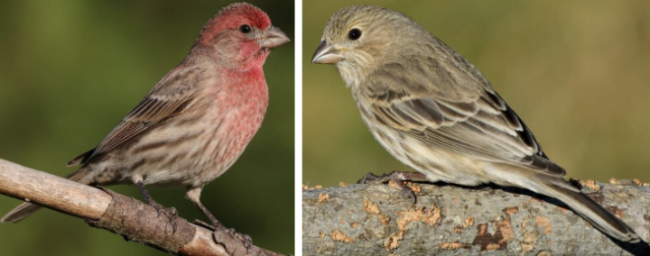 <ul><li><p><span style="background-color: transparent;"><strong>Habitat:</strong> human-created habitats, rural areas- barns and stables, W range- dry desert, desert grassland, open coniferous forests, and streamsides</span></p></li><li><p><span style="background-color: transparent;"><strong>Diet:</strong> almost exclusively plant material- seeds, buds, fruits, orchards- cherries, figs, etc., bird feeders</span></p></li><li><p><span style="background-color: transparent;"><strong>Characteristics:</strong> small, </span><span>males- red face</span><span style="background-color: transparent;"> (usually gray stripe mixed in) </span><span>and upper breast</span><span style="background-color: transparent;"> with streaky brown back, females- no red, somewhat long flat head, fairly large beak, short wings (makes tail seem longer), shallow notched tail</span></p></li></ul><p></p>