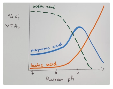 <ol><li><p>Cow ingests non-structural CHO (eg. cellulose) which enters the rumen for microbial fermentation</p></li><li><p>Microbes produce volatile fatty acids (VFAs): Acetate, propionate and butyrate which are kept within a certain ratio</p></li><li><p>VFAs absorbed through rumen wall to enter the Kreb’s cycle for energy</p><ul><li><p><strong>Acetate (~60 - 70%)</strong> = Major energy source and used for fat synthesis (eg. milk fat in mammary gland)</p></li><li><p><strong>Propionate (~15 - 25%)</strong> = Major precursor for glucose production in liver via gloconeogenesis</p></li><li><p><strong>Butyrate (~10 - 15%)</strong> = Converted to ketones in rumen epithelium as source of energy</p></li></ul></li></ol><p></p>