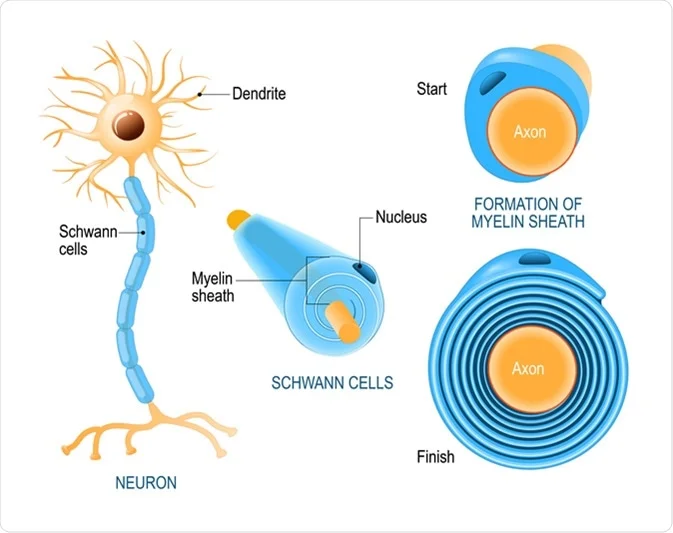 <p>ensheath axons in PNS; <strong>wraps around the axons</strong></p>