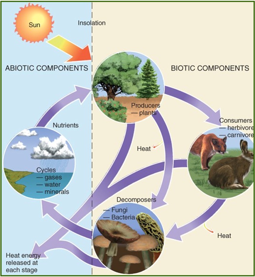 <p>Ecosystems consist of biotic (living) and abiotic (non-living) components. </p><p>Biotic components - include producers, consumers, and decomposers. </p><p>Abiotic components - include gaseous cycles, hydrologic cycles, and mineral cycles. </p>