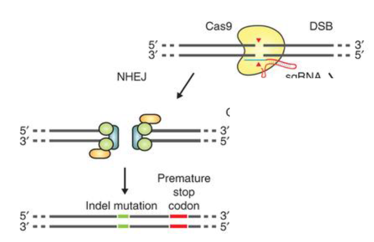 <ul><li><p>results in small indels; can be used to create lof mutations (gene knockout)</p></li><li><p>proteins that recognize and bind to the broken ends</p></li><li><p>proteins that recruit and activate a nuclease, used to trim the broken ends </p></li><li><p>the DNA ligase that connects the broken ends together</p></li></ul><p></p>