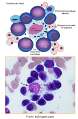 <p>erythroid cells develop around macrophages </p><p>macrophages become nurse cells to support the development of erythrocytes </p><p>-source of early/intermediate acting growth factors (SCF (stem cell factor), IL-3 (interleukin 3) , GM-CSF (granulocytic-monocytic colony stimulating factor))</p><p>-erythropoietin (endocrine action/signaling)</p><p>-can be inhibited by inflammatory cytokines</p><p>-phagocytose expel nuclei and damaged/aged erythrocytes</p><p>-iron is recycled from the phagocytosed erythrocytes</p>