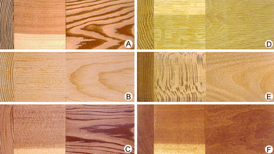 <p>accumulation of resins in openings between annual rings</p>