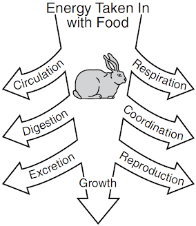 <p><br>Rabbits have evolved strategies that get them through periods of time when there is little food. The diagram below represents essential life functions that rabbits need to perform.</p><p>Which life function in the diagram could be eliminated without affecting an individual rabbit's ability to survive when food is scarce?</p>