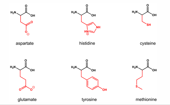 <p>Amino acid ligands: glutamate, aspartate, histidine, tyrosine, cysteine, methionine</p>