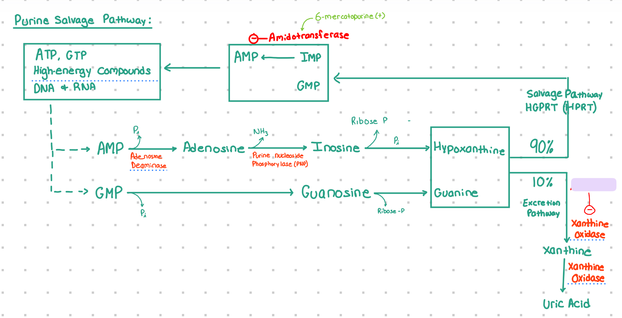 <p>Xanthine Oxidase Inhibitor? </p>