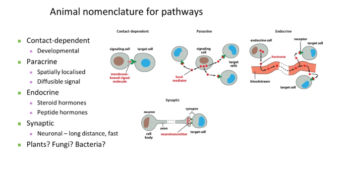 <p>in order of increasing distance:</p><ul><li><p><strong>contact-dependent</strong></p></li><li><p><strong>paracrine</strong>- short-distance localised signal</p></li><li><p><strong>endocrine</strong>- bloodstream-transported signal</p></li><li><p><strong>synaptic</strong></p></li></ul><p></p>