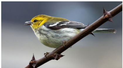 <p>What is the common name of this female bird?</p>