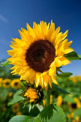 <p>Flor cortada </p>