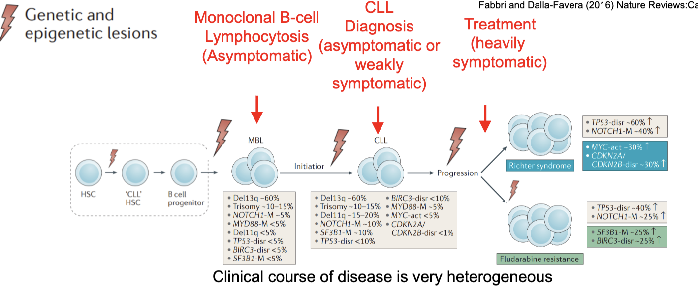<p>clinical course of disease is very heterogeneous</p><ol><li><p>monoclonal B cell lymphocytosis (asymptomatic)</p></li><li><p>CLL diagnosis (asymptomatic or weakly symptomatic)</p></li><li><p>treatment (heavily symptomatic)</p></li></ol><p></p>