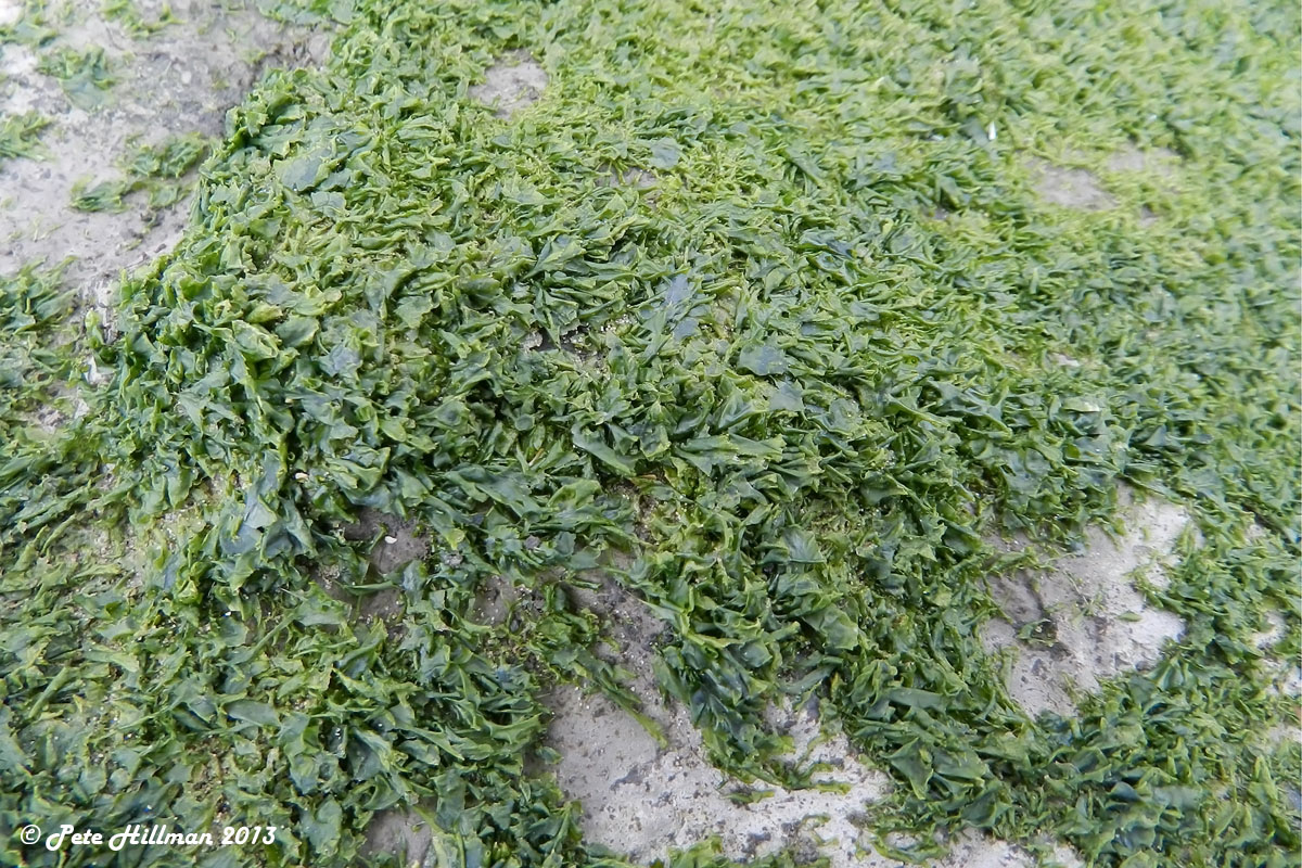 <p>green algae (Chlorophyta)</p><p>distromatic blade</p><p>flat wedged blades </p><p>blades are monostromatic </p>