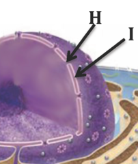 <p>openings across the nuclear envelope that are formed by proteins of the nuclear pore complex</p>