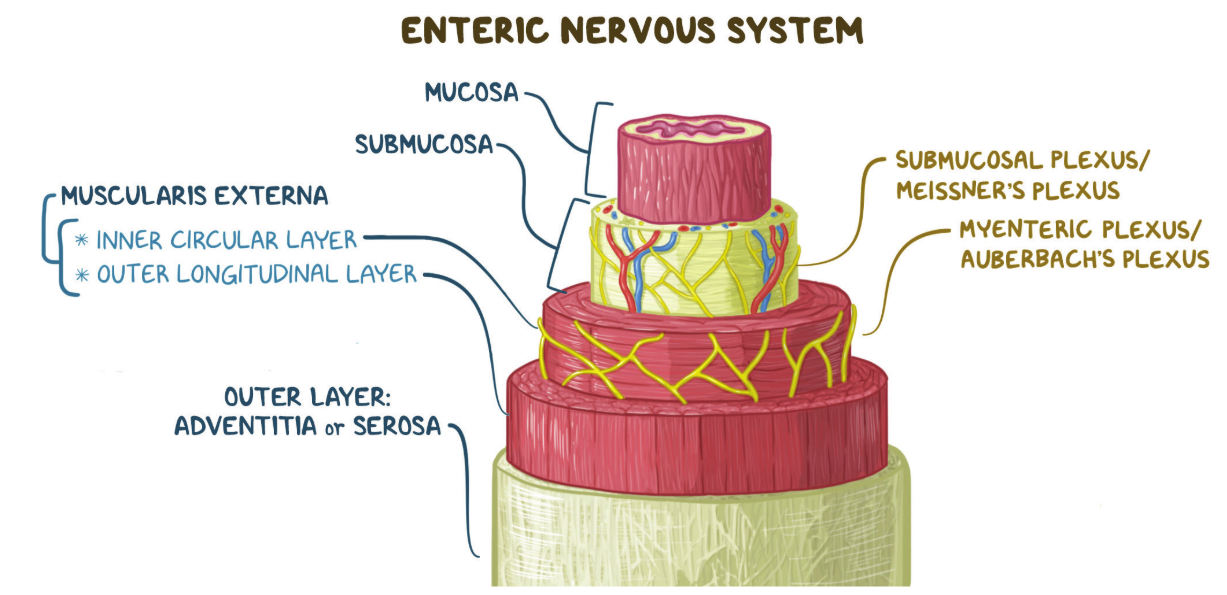 <p>Answer: In the myenteric plexus region.</p><p>Extra Information:</p><ul><li><p>Their electrical activity spreads to adjacent smooth muscle cells.</p></li></ul><p></p>