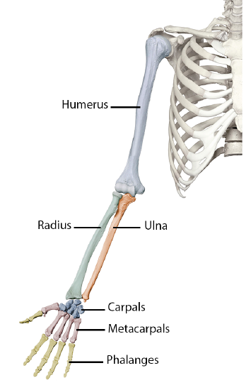 <p>Antebrachium</p>
