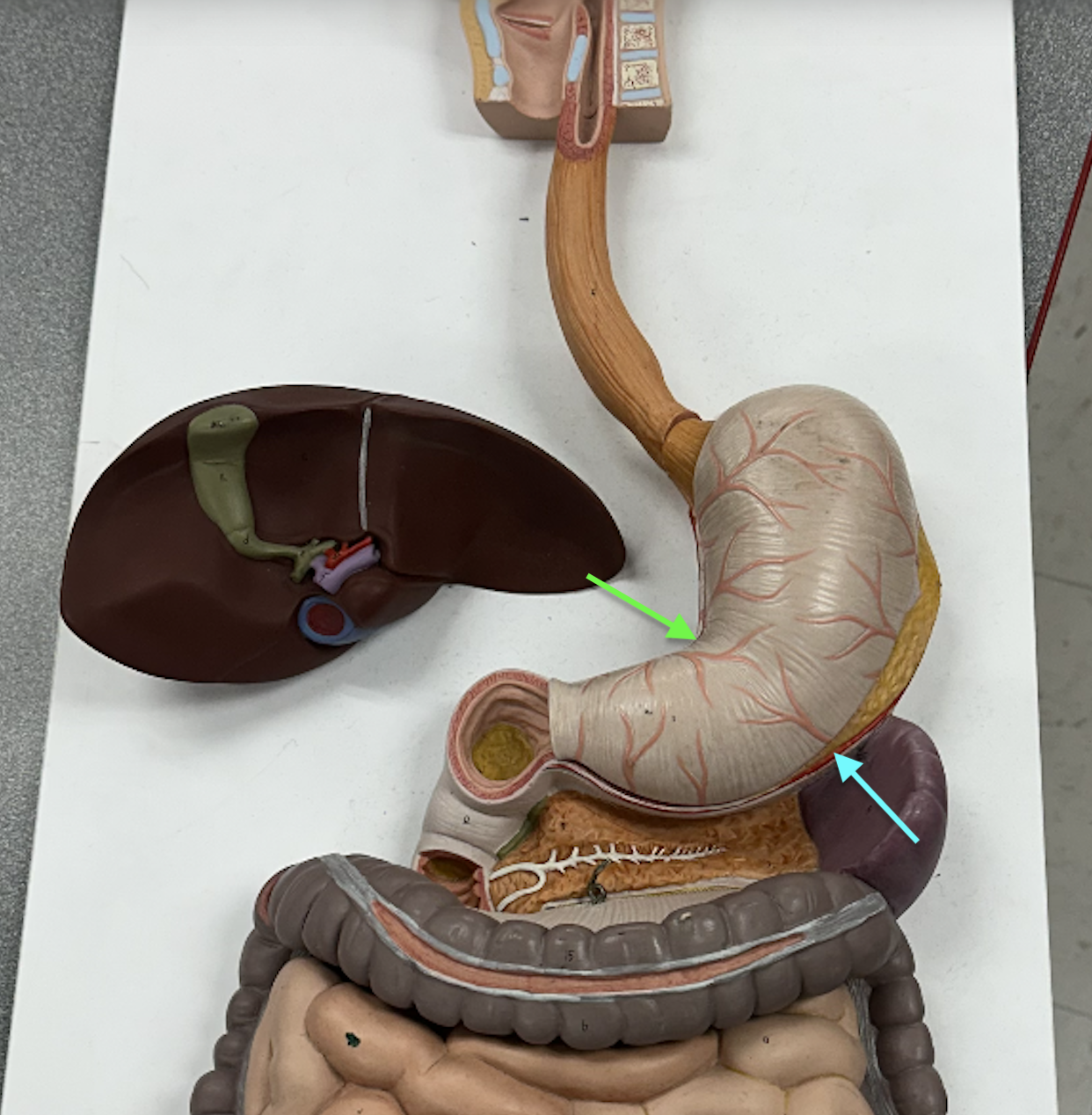 <p>Identify these structures</p>