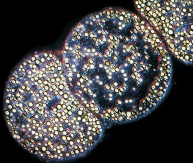 <ul><li><p>isolated off the coast of Namibia in seafloor sediment</p></li><li><p>grows in strands of single cells</p></li><li><p>approx. 1 mm in diameter (3 million times the volume of an average bacterial cell)</p></li><li><p>visible to the naked eye</p></li></ul><p></p>