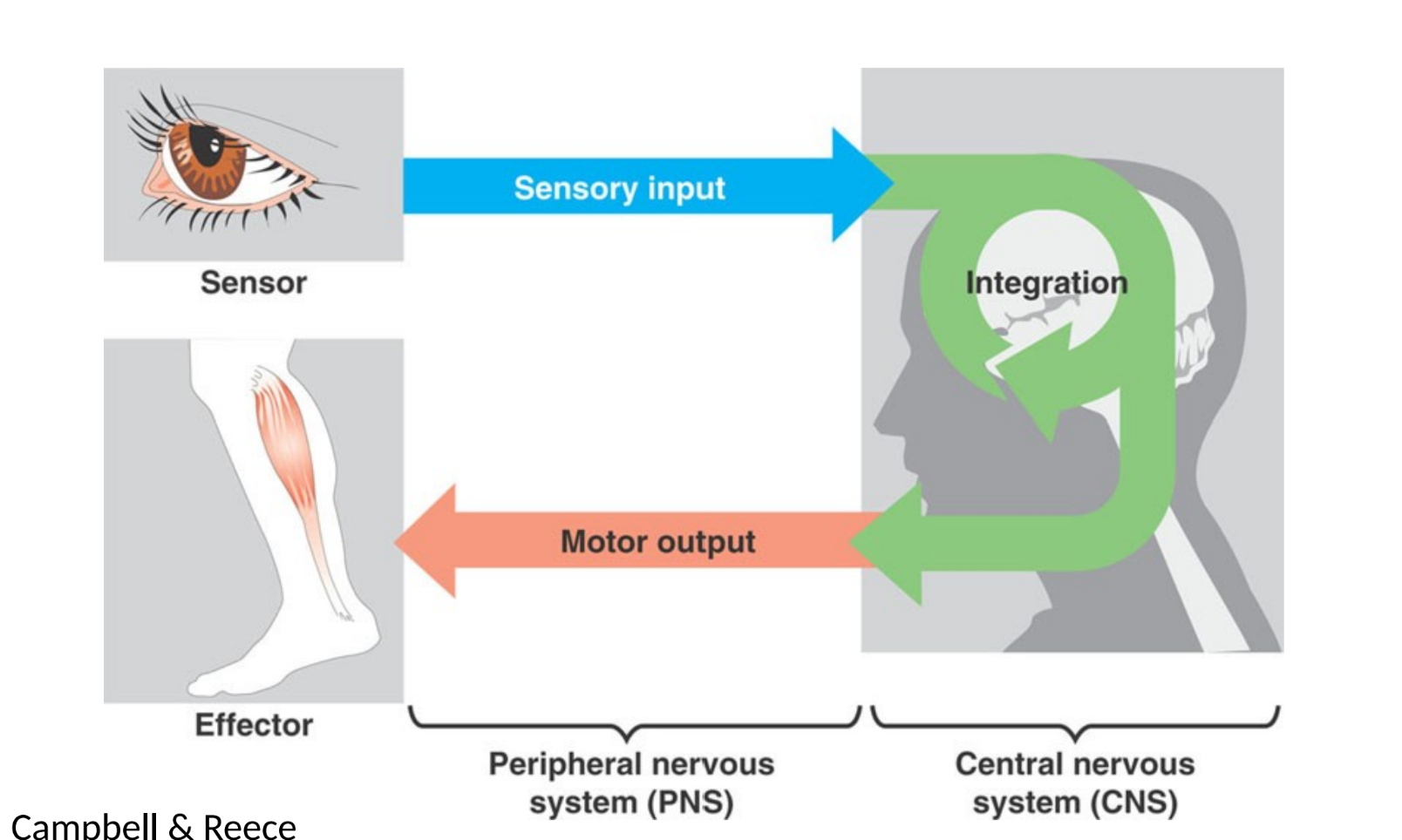 <p>sensory input → integration → motor output</p><p>(afferent neurons → interneurons → efferent neurons)</p>
