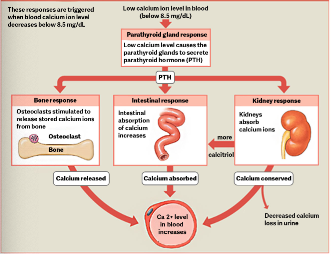<p>Parathyroid Hormone (PTH)</p>