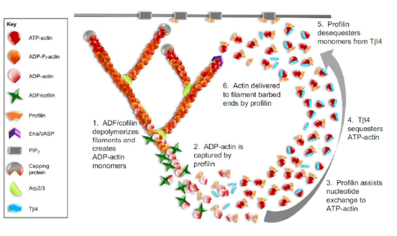 <p>Figuren viser et cyklisk system:</p><ol><li><p>ADF/cofilin depolymeriserer ADP-actin filamenter</p></li><li><p>Profilin binder ADP-actin monomerer</p></li><li><p>Profilin fremmer nucleotide exchange til ATP-actin</p></li><li><p>Thymosin β4 kan sequestrere ATP-actin</p></li><li><p>Profilin frigør monomerer fra thymosin</p></li><li><p>Profilin leverer ATP-actin til filamentets plus-end</p></li></ol><p>Sammen gør disse proteiner hurtig og kontrolleret reorganisering af aktin-cytoskelettet mulig.</p>