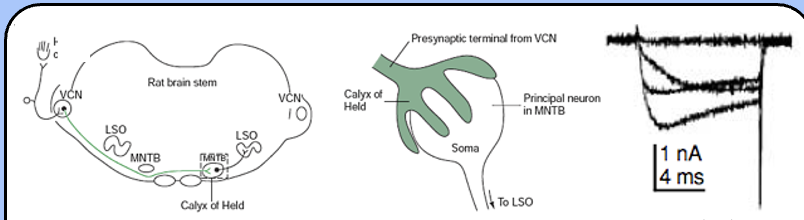 <ul><li><p><span style="font-family: "Helvetica Light";">an unusually large synapse in the auditory brainstem—it connects the ventral cochlear nucleus (VCN) with the medial nucleus of the trapezoid body (MNTB).</span></p></li><li><p><span style="font-family: "Helvetica Light";">the presynaptic calcium currents in the calyx of Held activate fairly rapidly and inactivate (at least partially)</span></p></li></ul><p></p>