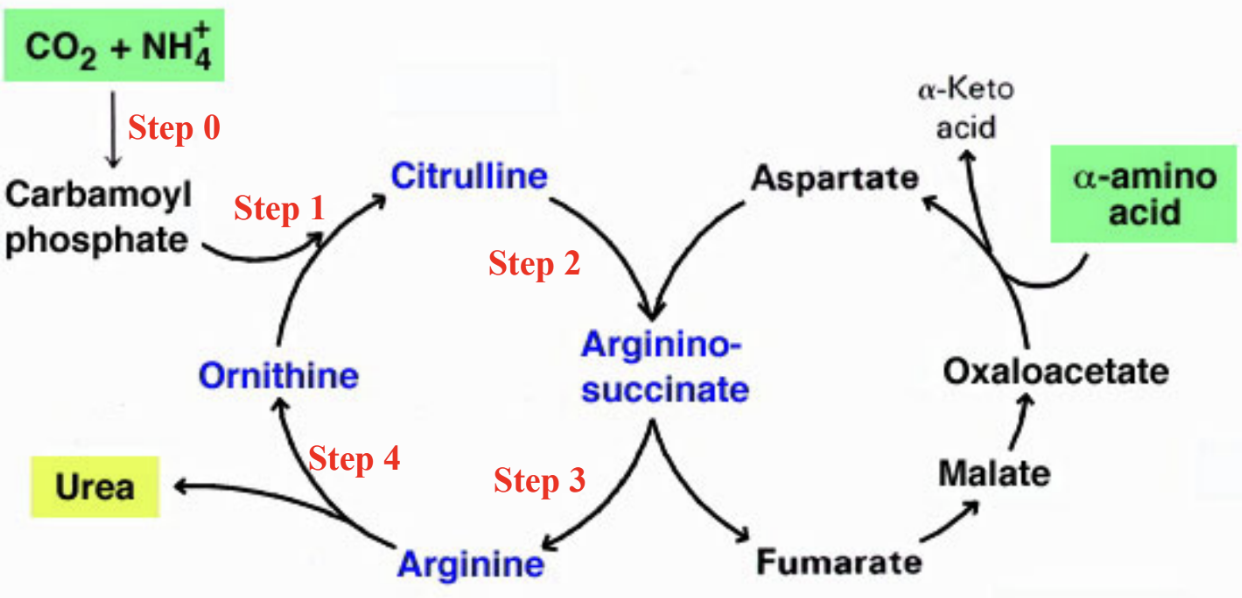What is the purpose and location of the urea cycle?