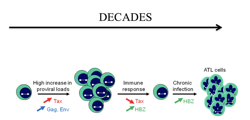 <p><strong>viral gene expression and host immune response</strong></p>