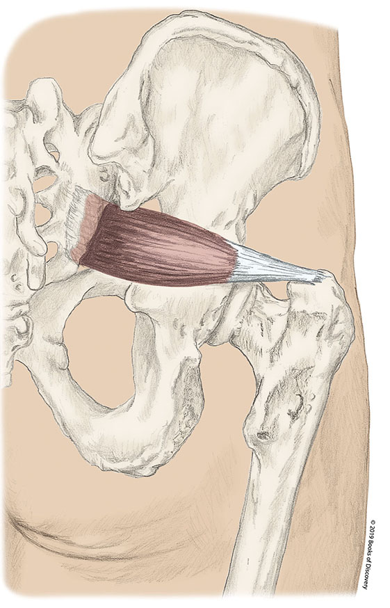 <p>piriformis origin </p>