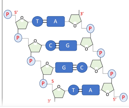 <p>What is a peptide bond and where does it form?</p>