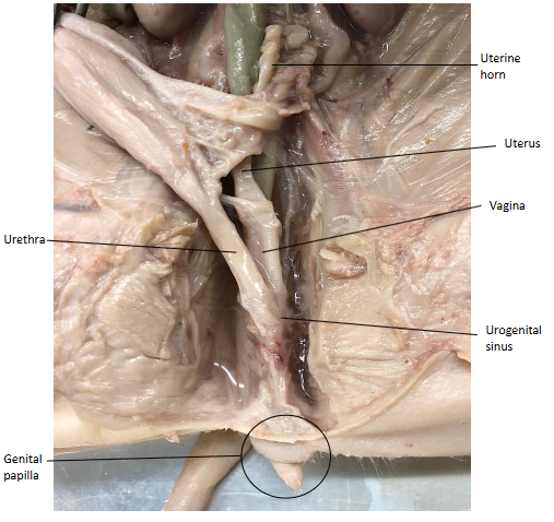<p>The uterus is formed by the uterine horns and is behind the urethra when the bladder is pulled up. It stores developing embryos and facilitates implantation</p>