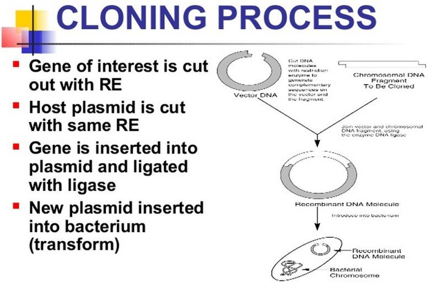 <p>1. Cutting DNA at precise locations. Sequence-specific endonucleases (restriction endonucleases) provide the necessary molecular scissors.</p><p>2. Selecting a small molecule of DNA capable of self-replication. These DNAs are called cloning vectors (a vector is a delivery agent). They are typically plasmids or viral DNAs.</p><p>3. Joining two DNA fragments covalently. The enzyme DNA ligase links the cloning vector and DNA to be cloned. Composite DNA molecules comprising covalently linked segments from two or more sources are called recombinant DNAs.</p><p>4. Moving recombinant DNA from the test tube to a host cell that will provide the enzymatic machinery for DNA replication.</p><p>5. Selecting or identifying host cells that contain recombinant DNA.</p>