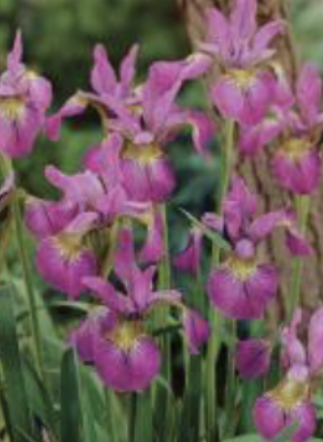 <p>Dwarf Dutch Iris</p>