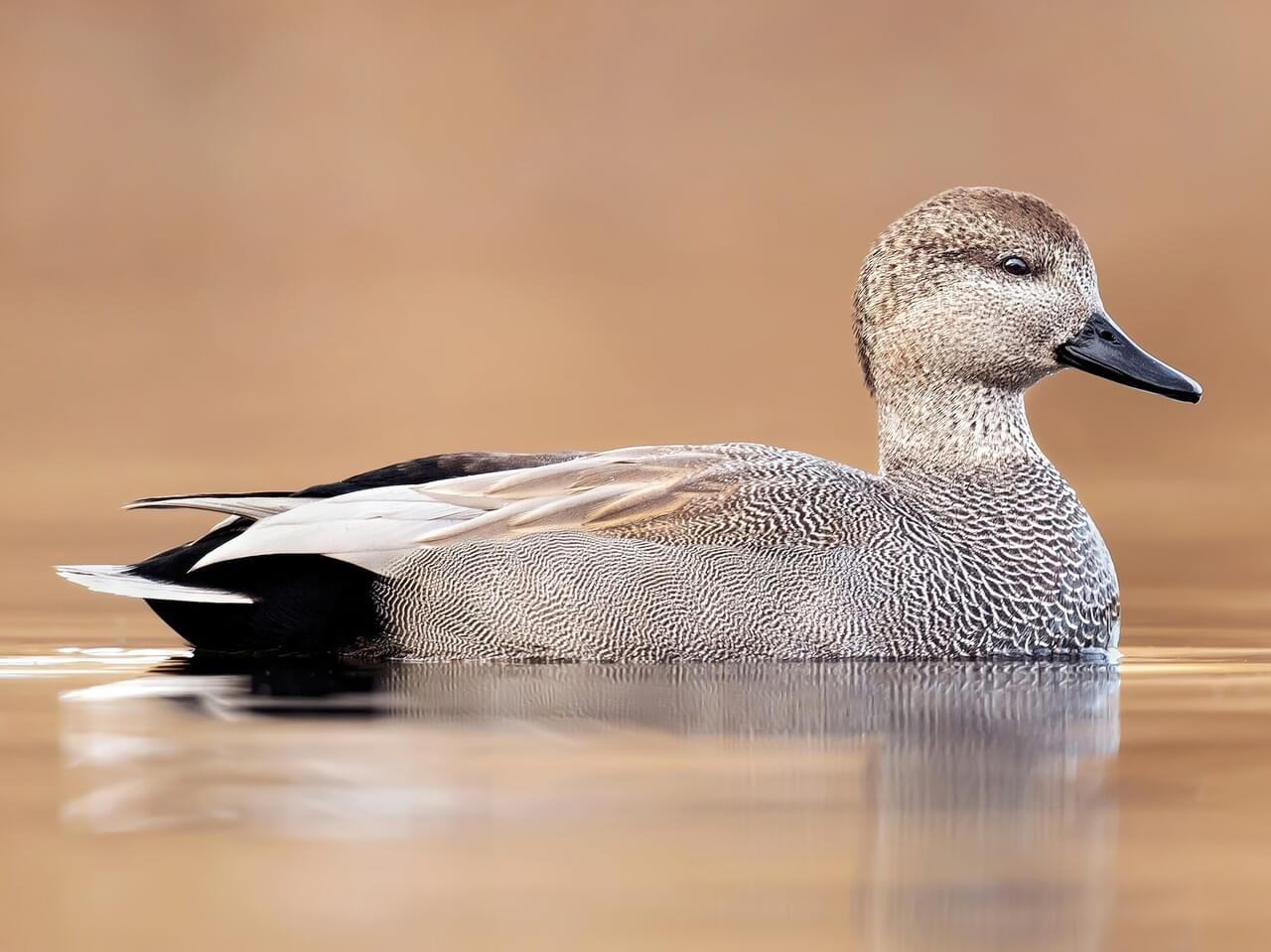 <p>Gadwall </p>