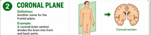 <p>Another name for the frontal plane.<br>Example: A coronal brain section divides the brain into front and back parts.</p>